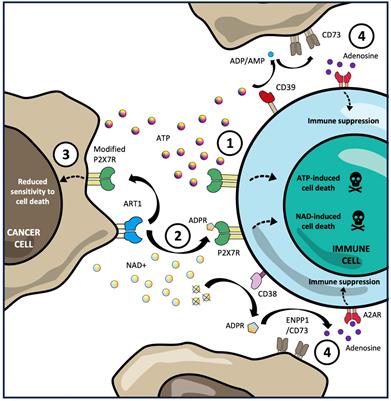 Tumour immune escape via P2X7 receptor signalling